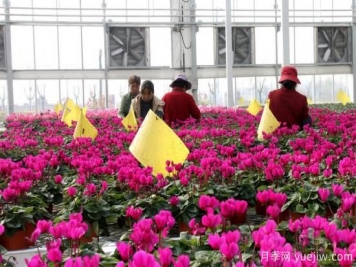 扬州高邮：每天发货30万株，花工厂绽放乡村振兴致富花