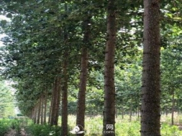 河南周口：培育出不飞絮的杨树新品种