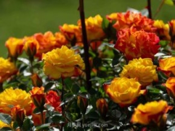 安阳市滑县森林公园月季花开放，赏花打卡正当时