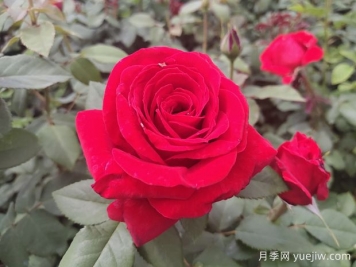 原产中国的玫瑰花(月季花)，是如何成为美国国花的？