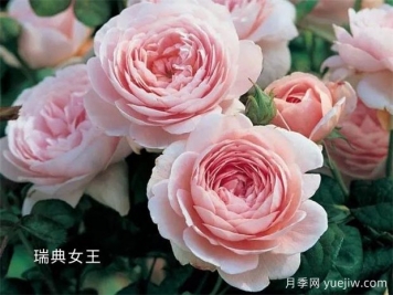 100种月季玫瑰品种图鉴大全，你认识有没有超过10个？