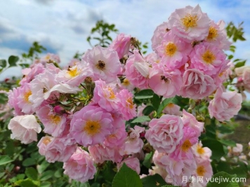 山木香和野蔷薇的辨识区别