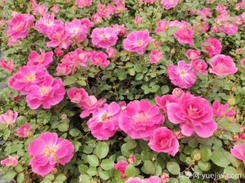仙境盆栽月季杯苗粉色丰花，绿化工程批发