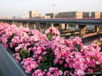杭州高架月季实现定期开花，是如何进行花期调控的？