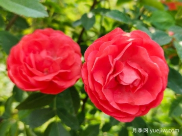 种上木香蔷薇花蛮强爆花，红橙白黄木香你喜欢哪个？