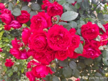 6款红色系的藤本月季品种，适合打造网红花墙