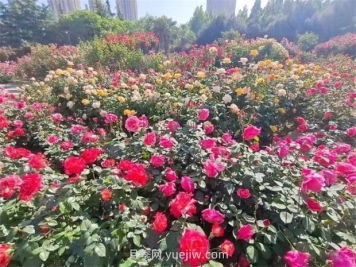 郑州月季公园40万株月季竞相绽放，感受花漾生活
