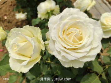 十一朵白玫瑰的花语和寓意