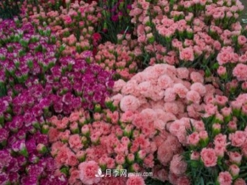 中国6大花市，全国花卉批发市场介绍