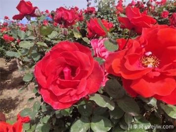 月季、玫瑰、蔷薇分别是什么？如何区别？