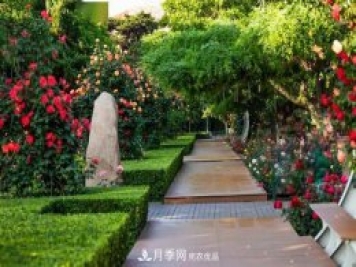 秦皇岛适合养月季花，市花和市树是什么