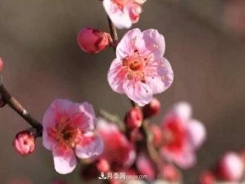 淮北市的市花是什么？月季花的花语寓意